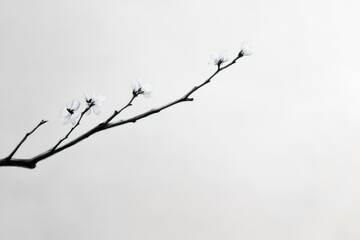 A delicate charcoal artwork shows cherry blossom branches with soft, smudged strokes. The zen-inspired minimalism and refined brushwork evoke sumi-e paintings
