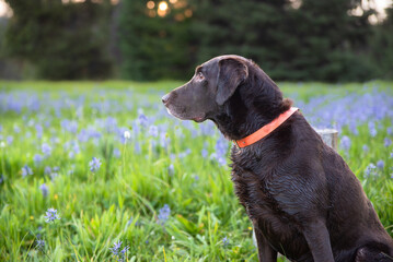 Chocolate Lab With Hunters Orange Collar