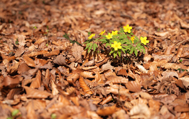 Bright yellow flowers emerging through dry leaves in a forest. A symbol of spring awakening,...
