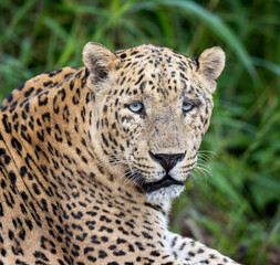 portrait of a leopard
