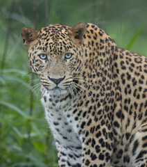 close up of leopard