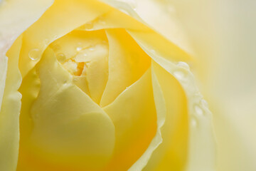 Extreme closeup of soft focus yellow rose in summer