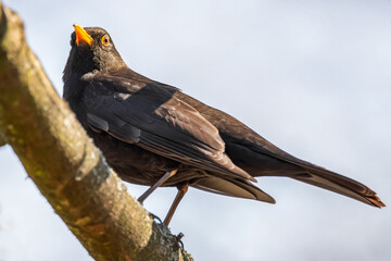 Amsel auf einem Ast