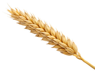 ears of wheat ©  Studio Png
