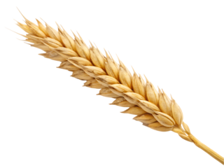 ears of wheat