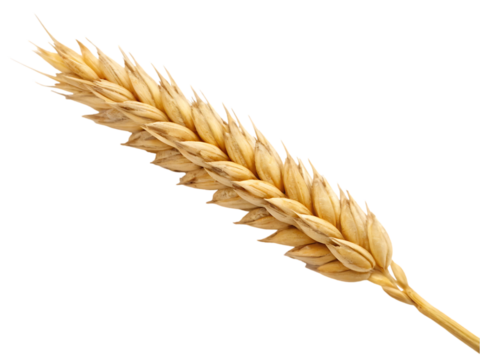 ears of wheat