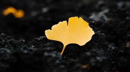 Ginkgo Leaf on Volcanic Soil