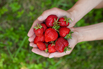 Strawberry fruit in the garden, harvest time - picking. Young woman holding handful of delicious red strawberries.