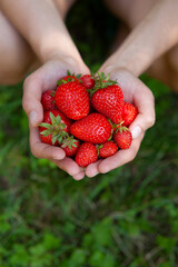 Strawberry fruit in the garden, harvest time - picking strawberries activity.