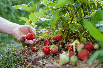 Picking strawberries in the organic fruit farm.