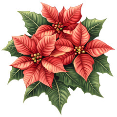 Obraz premium Vibrant Red Poinsettia Blooms, Christmas Floral Illustration