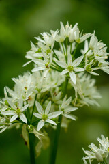 Close-up of bear garlic flowers in a forest.