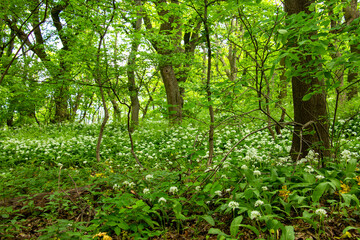 Wild bear garlic flowers blooming in a lush green forest. 