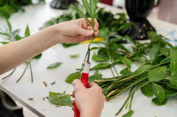 The florist is pruning the ruskus, the staff for the bouquet. Hands in close-up
