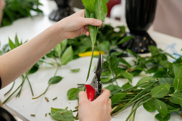 The florist is pruning the ruskus, the staff for the bouquet. Hands in close-up
