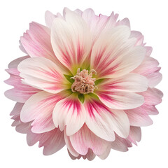 Fototapeta premium Top view of Hollyhock, isolated on a transparent background