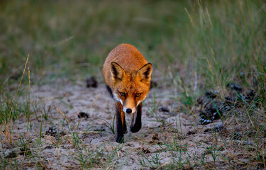 Red fox walk. Red fox hunting. Red fox in the wild