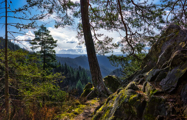 Mountain tree. Beautiful mountain scene. A tree on a mountainside