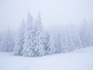Obraz premium winter forest in the snow