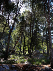 Fototapeta premium Landschaft bei Sa Calobra auf Mallorca