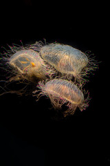 jellyfish in the water against dark background