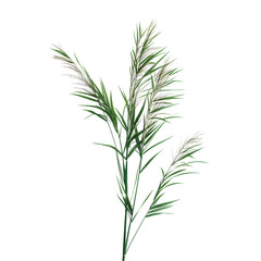 Obraz premium Green reed, cane grass Isolated on white or transparent background, clipping path