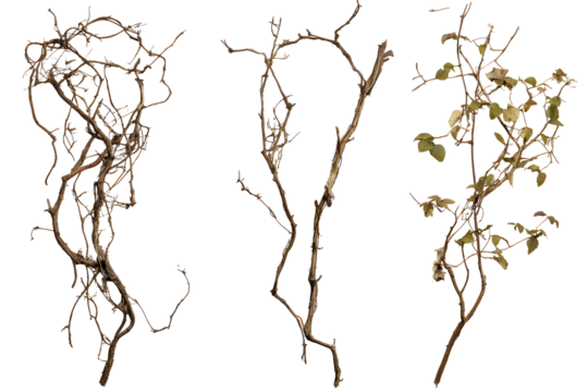 Set wild dry liana jungle vine isolated on white or transparent background, clipping path - Powered by Adobe