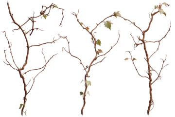 Set wild dry liana jungle vine placed on white or transparent background, clipping path