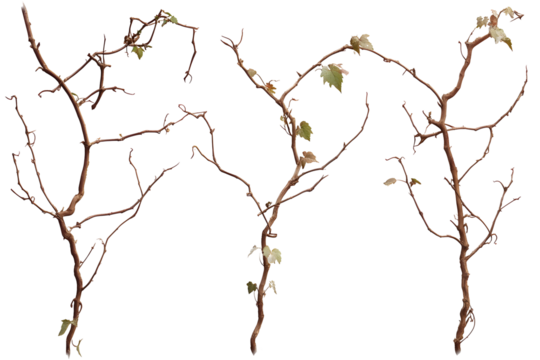 Set wild dry liana jungle vine placed on white or transparent background, clipping path