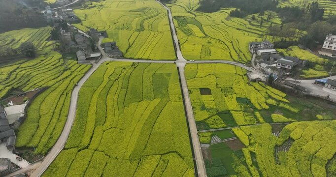 Aerial footage of yellow cole flowers flowering at countryside, Yunnan province,China
