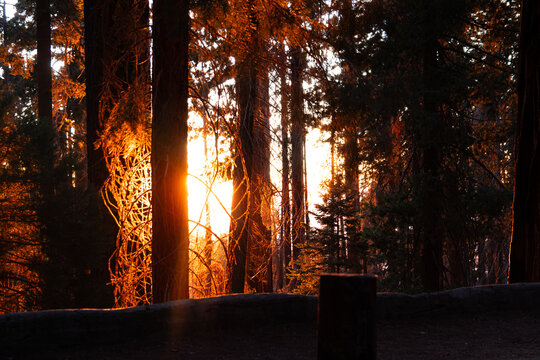 sunset in the forest