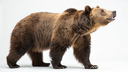 Fototapeta premium brown bear in full view on white studio background