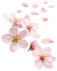 cherry flowers falling isolated