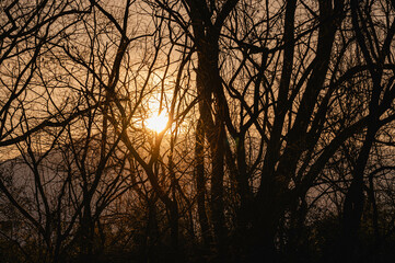 Obraz premium 雑木林越しのサンセット 