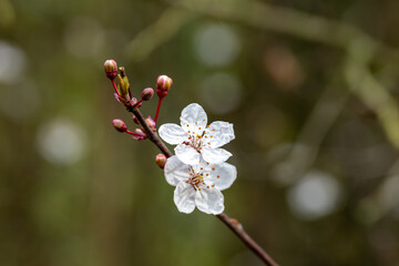 cherry tree blossom
