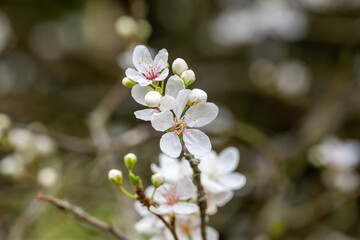 cherry tree blossom