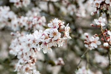 cherry tree blossom
