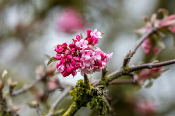 Viburnum × bodnantense 'Dawn'