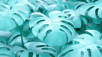 Obraz premium Teal Monstera leaves background, tropical foliage, nature design