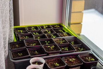 Small petunia seedlings in small pots on windowsill. Soft focus. Very small sprouts