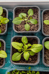 Petunia seedlings in small pots on windowsill. Soft focus. Vertical. Growing seedlings