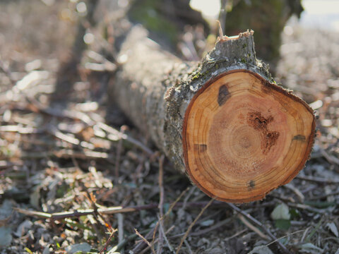 Cross section of a tree at Island 22 Regional Park in Chilliwack, British Columbia, Canada