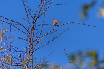 Falco tinnunculus pertenece a la familia Falconidae.