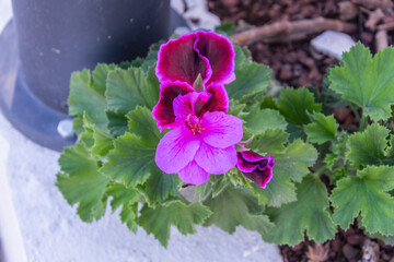Pelargonium grandiflorum pertenece a la familia Geraniaceae.