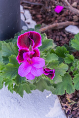 Pelargonium grandiflorum pertenece a la familia Geraniaceae.
