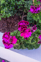 Pelargonium grandiflorum pertenece a la familia Geraniaceae.