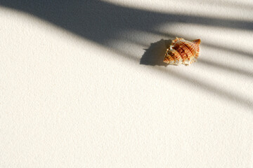 Seashell on clean sand of beach, Beach sand texture in summer sun.
