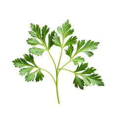 branch of fresh aromatic parsley on transparent background
