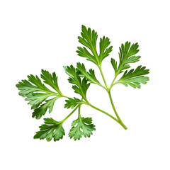 branch of fresh aromatic parsley on transparent background