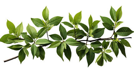 Green Leaves Branch Fresh Spring Foliage, Organic Design for Nature Themes, isolated on transparent background.